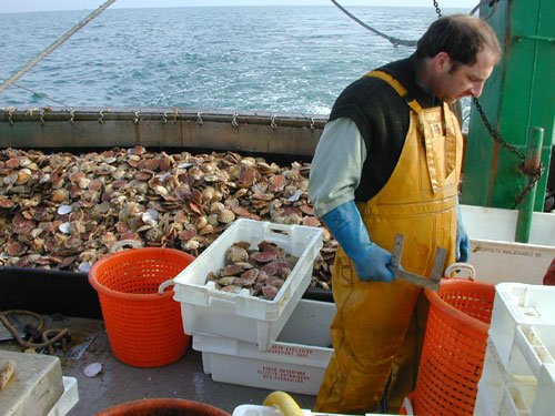 Sea, scallop and sun, the dream...