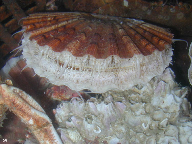 coquille14