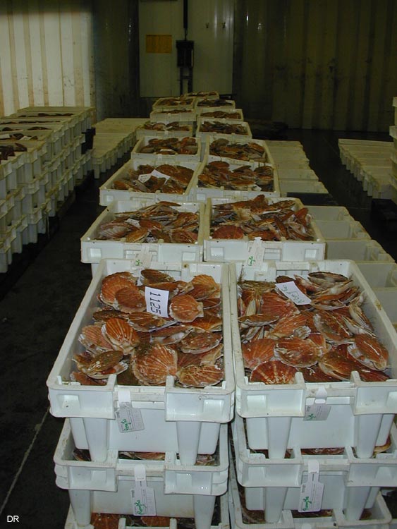 coquille15