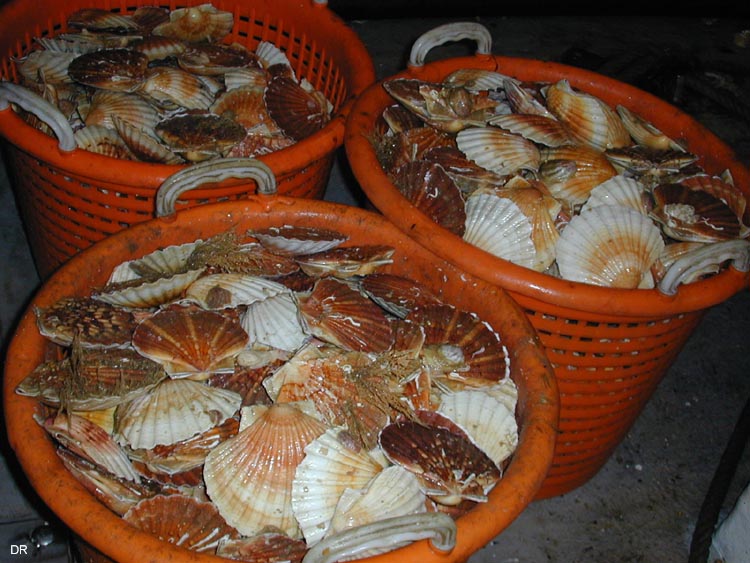 coquille4