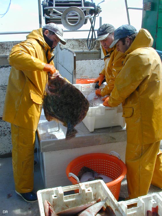 turbot08